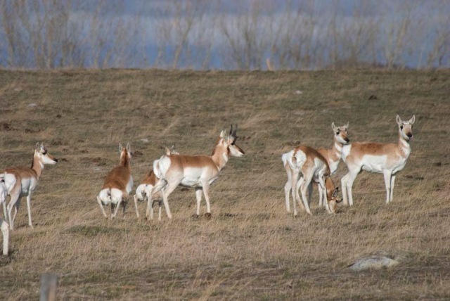 Loading Image