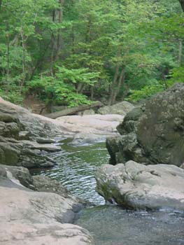 White_Oak_Canyon-forest