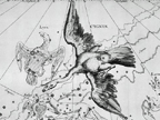 Johannes Hevelius' Cygnus from Uranographia (1690)