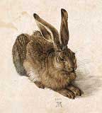 A Young Hare